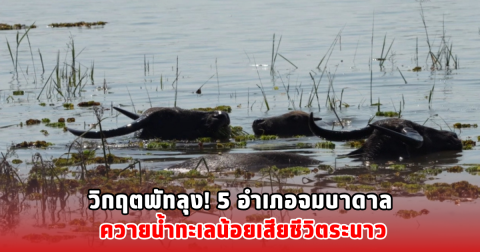 วิกฤตพัทลุง! 5 อำเภอจมบาดาล ควายน้ำทะเลน้อยเสียชีวิตระนาว