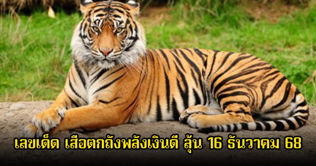 เลขเด็ด เสือตกถังพลังเงินดี ลุ้น 16 ธันวาคม 68
