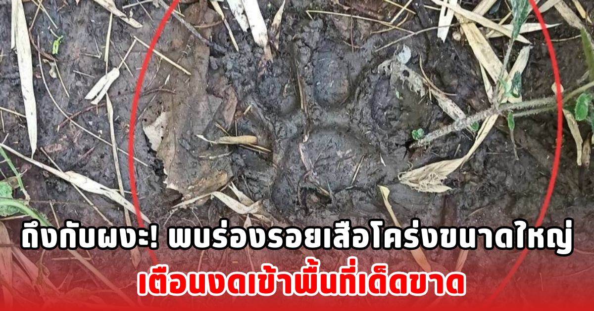 ถึงกับผงะ! พบร่องรอยเสือโคร่งขนาดใหญ่ เตือนงดเข้าพื้นที่เด็ดขาด