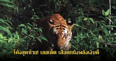 โค้งสุดท้าย! เลขเด็ด เสือตกถังพลังเงินดี ลุ้น 16 ธันวาคม 68