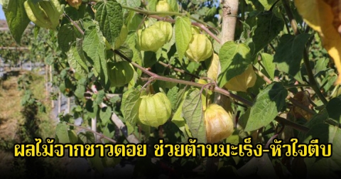 หลายคนมองข้าม! ผลไม้จากชาวดอย ช่วยต้านมะเร็ง-หัวใจตีบ