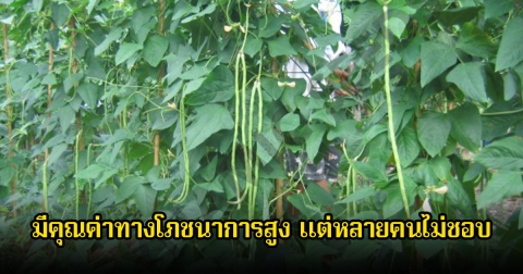 หลายคนไม่ชอบกิน ผัก1ชนิด มีคุณค่าทางโภชนาการสูงเมื่อเทียบกับราคาที่ถูกมาก