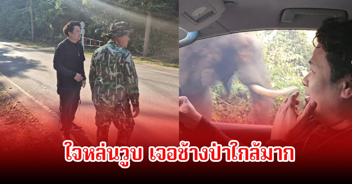 ระทึก! นักร้องหนุ่ม เจอช้างป่าที่เขาใหญ่ ใจหล่นวูบ เพราะเผชิญหน้าใกล้มาก