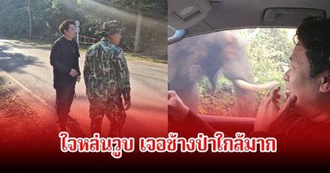 ระทึก! นักร้องหนุ่ม เจอช้างป่าที่เขาใหญ่ ใจหล่นวูบ เพราะเผชิญหน้าใกล้มาก
