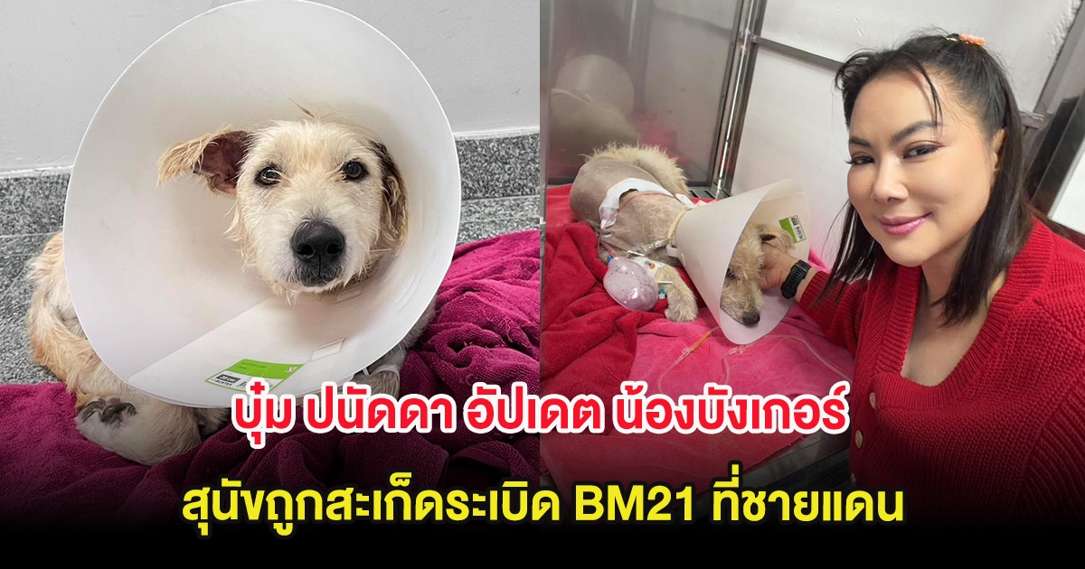 บุ๋ม ปนัดดา อัปเดต น้องบังเกอร์ สุนัขทหารถูกสะเก็ดระเบิด BM21 ที่ชายแดน
