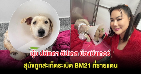 บุ๋ม ปนัดดา อัปเดต น้องบังเกอร์ สุนัขทหารถูกสะเก็ดระเบิด BM21 ที่ชายแดน
