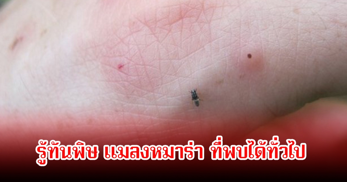 รู้ทันพิษ แมลงหมาร่า ที่พบได้ทั่วไป บางคนถึงขั้นแพ้หนัก