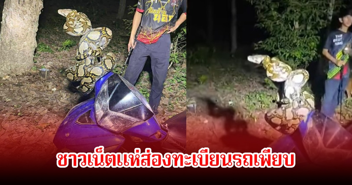 แทบช็อก! กรีดยางอยู่ เจองูเหลือมโผล่พันกระจกรถ ชาวเน็ตแห่ส่องทะเบียนรถเพียบ