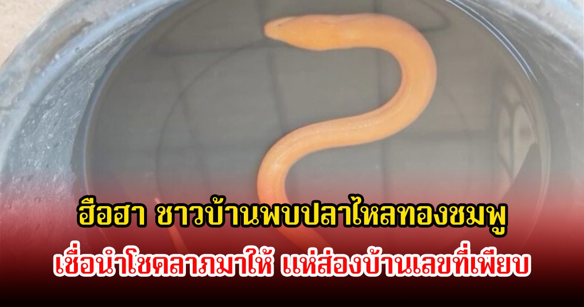 ฮือฮา ชาวบ้านพบปลาไหลทองชมพู เชื่อนำโชคลาภมาให้ แห่ส่องบ้านเลขที่เพียบ