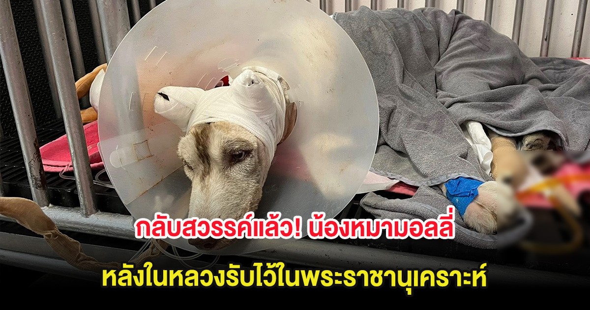 กลับสวรรค์แล้ว! น้องหมามอลลี่ หลังในหลวงรับไว้ในพระราชานุเคราะห์