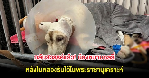 กลับสวรรค์แล้ว! น้องหมามอลลี่ หลังในหลวงรับไว้ในพระราชานุเคราะห์