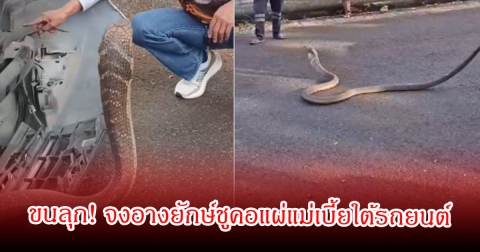 ขนลุก! จงอางยักษ์ชูคอแผ่แม่เบี้ยใต้รถยนต์ กู้ภัยใช้เวลาจับนานกว่า 4 ชม.