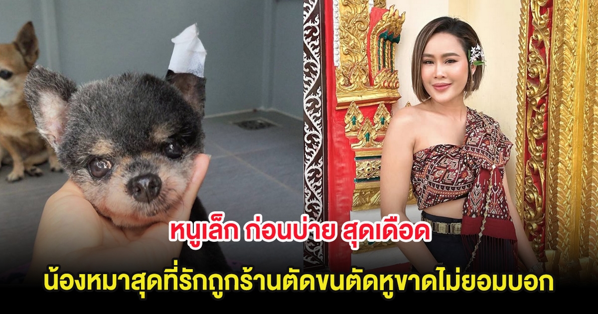 หนูเล็ก ก่อนบ่าย สุดเดือด น้องหมาสุดที่รักถูกร้านตัดขนตัดหูขาดไม่ยอมบอก