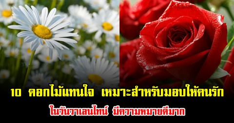 เปิด 10 ดอกไม้แทนใจ เหมาะสำหรับมอบให้คนรัก วันวาเลนไทน์ มีความหมายดีมาก