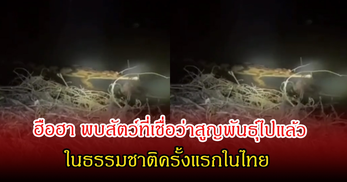 ชาวเน็ตฮือฮา พบสัตว์ที่เชื่อว่าสูญพันธุ์ไปแล้ว ในธรรมชาติครั้งแรกในไทย