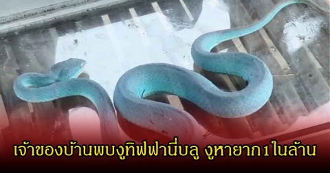 เจ้าของบ้านพบงูทิฟฟานี่บลู งูหายาก1ในล้าน ขณะกำลังล้างจาน ชาวบ้านฮือฮาแห่มาดูเพียบ