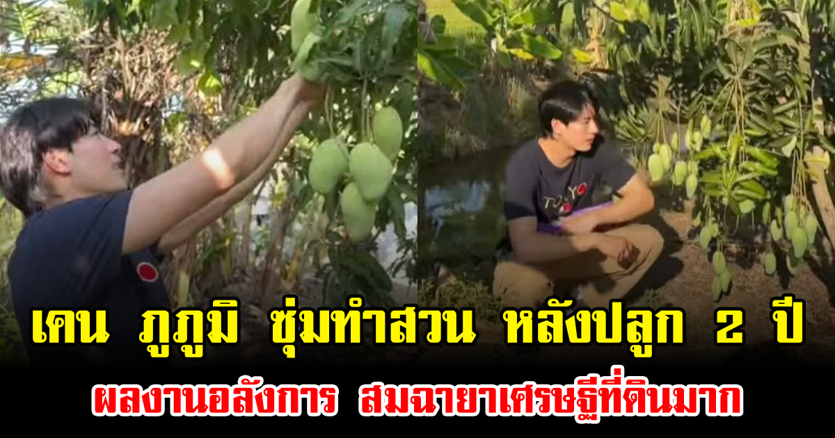 เคน ภูภูมิ ซุ่มทำสวนมะม่วง หลังปลูก 2 ปี ผลงานอลังการ สมฉายาเศรษฐีที่ดินมาก