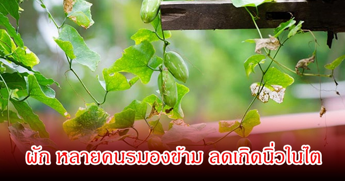 ไทยมีเพียบ!  5 ผัก หลายคนรมองข้าม ลดเกิดนิ่วในไต เพิ่มการดูดซึมแคลเซียมได้ดี