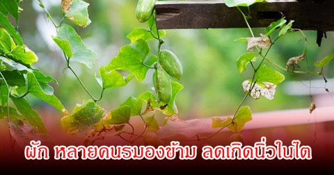 ไทยมีเพียบ!  5 ผัก หลายคนรมองข้าม ลดเกิดนิ่วในไต เพิ่มการดูดซึมแคลเซียมได้ดี