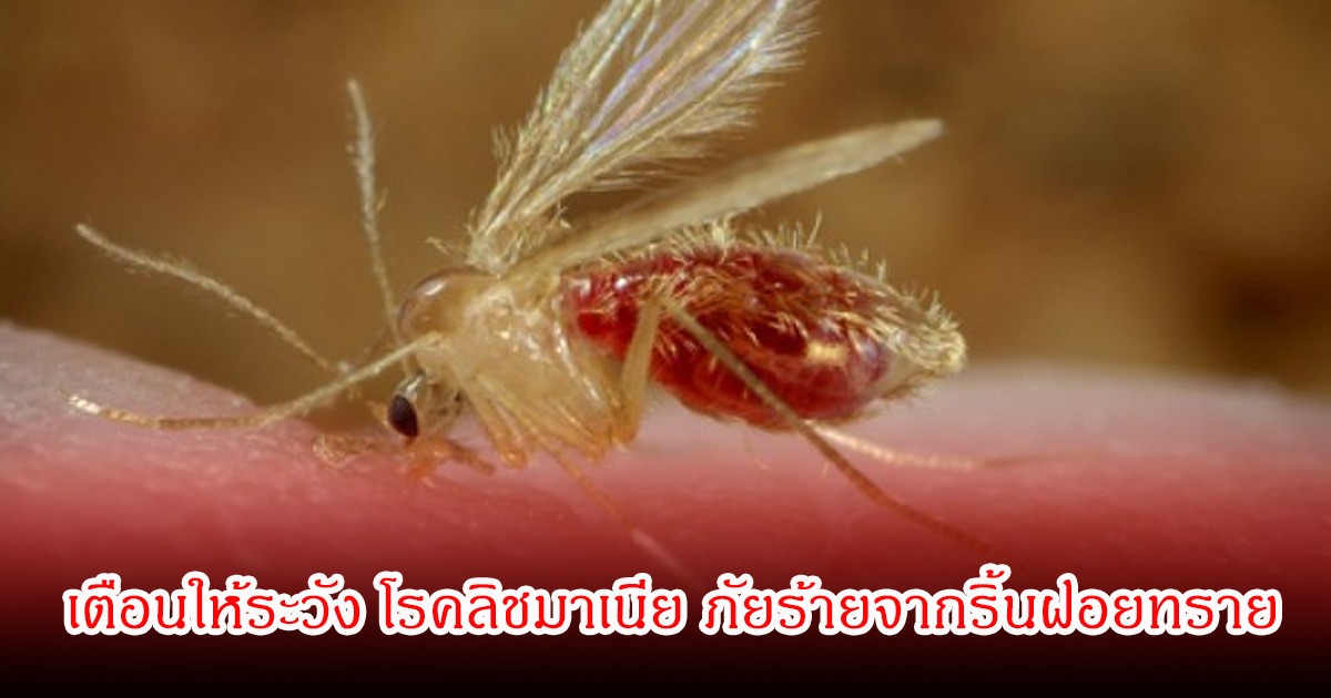 กรมควบคุมโรค เตือนให้ระวัง โรคลิชมาเนีย ภัยร้ายจากริ้นฝอยทราย เผยอาการและวิธีป้องกัน