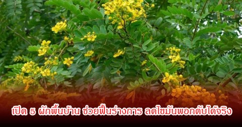 ไทยมีเพียบ! หมอ เปิด 5 ผักพื้นบ้าน ช่วยฟื้นร่างการ ลดไขมันพอกตับได้จริง