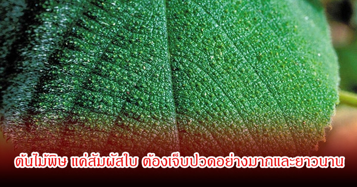 อันตราย! ต้นไม้พิษ แค่สัมผัสใบ ต้องเจ็บปวดอย่างมากและยาวนาน