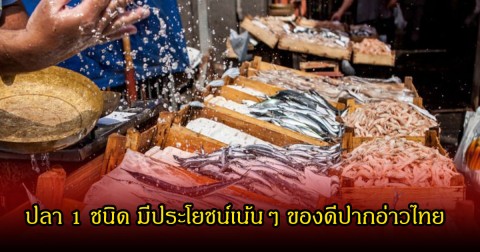 หลายคนไม่รู้จัก! ปลา 1 ชนิด มีประโยชน์เน้นๆ ของดีปากอ่าวไทย