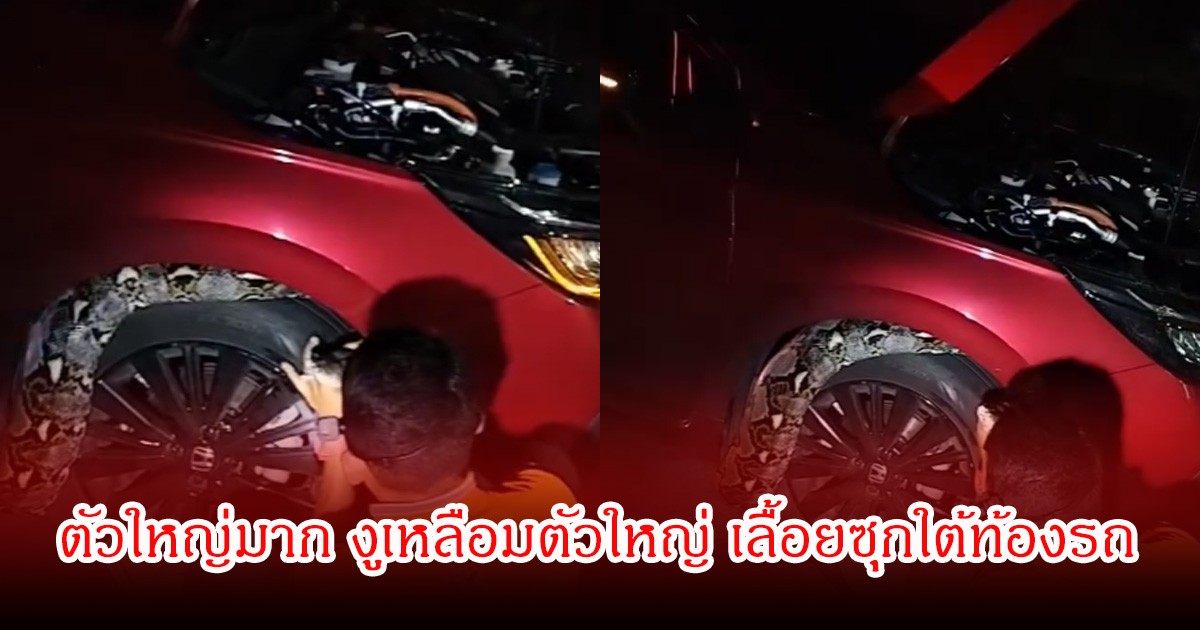 เกือบเท่าล้อรถ! สาวผวาจอดรถข้างทาง งูเหลือมตัวใหญ่ เลื้อยซุกใต้ท้องรถ จนท.เร่งช่วยจับงู
