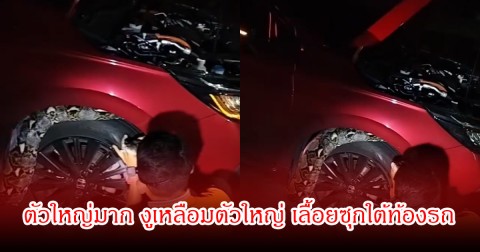 เกือบเท่าล้อรถ! สาวผวาจอดรถข้างทาง งูเหลือมตัวใหญ่ เลื้อยซุกใต้ท้องรถ จนท.เร่งช่วยจับงู