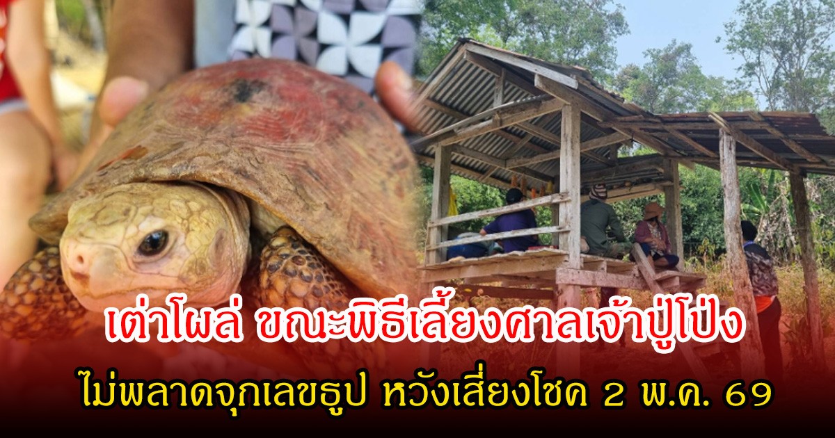 ชาวลับแลฮือฮา! เต่าโผล่ ขณะพิธีเลี้ยงศาลเจ้าปู่โป่ง ไม่พลาดจุกเลขธูป หวังเสี่ยงโชค 2 พ.ค. 69