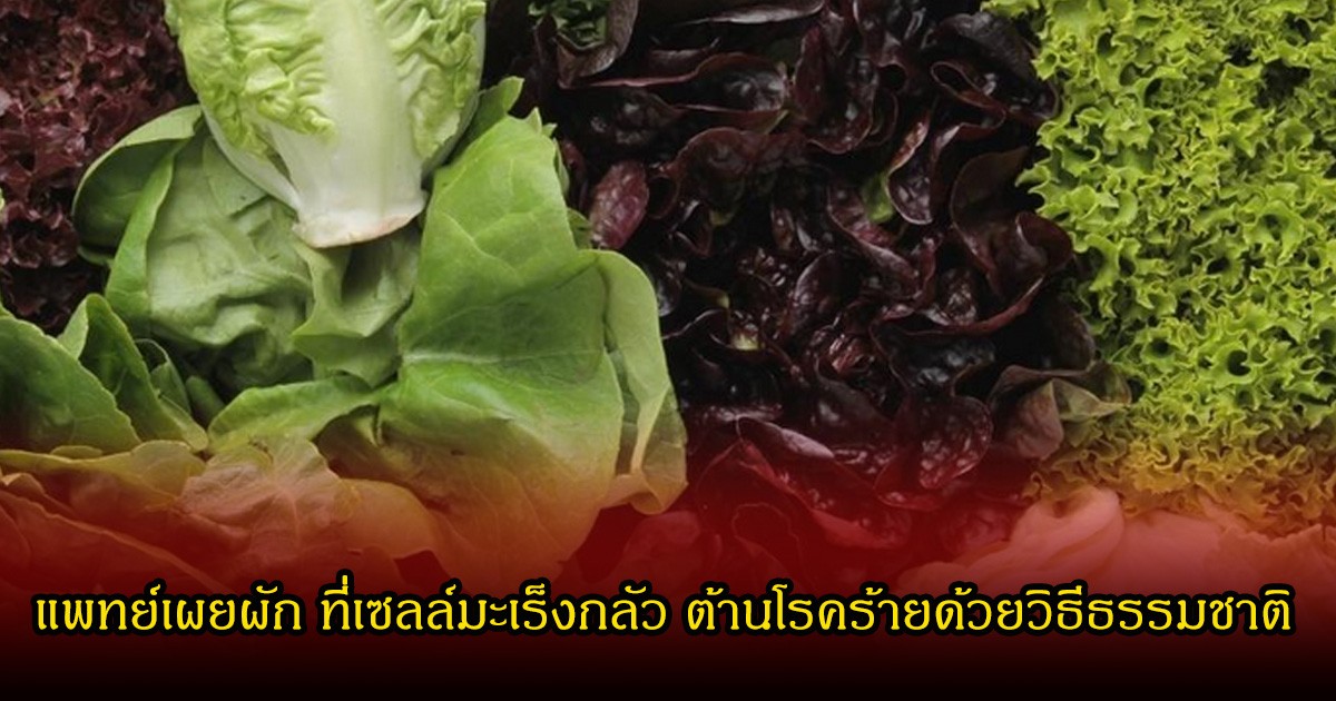 แพทย์เผยผัก ที่เซลล์มะเร็งกลัว ต้านโรคร้ายด้วยวิธีธรรมชาติ