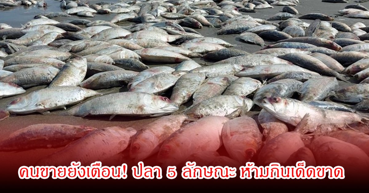 คนขายยังเตือน! ปลา 5 ลักษณะ ห้ามกินเด็ดขาด เสี่ยงมาก อย่าเสียดายให้ทิ้งไปเลย