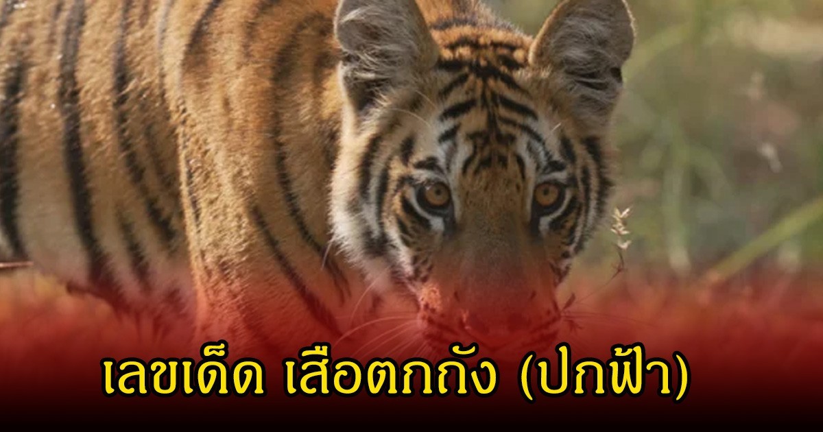 มาแล้ว! เลขเด็ด เสือตกถัง (ปกฟ้า) ลุ้นวันที่  2 พฤษภาคม 69