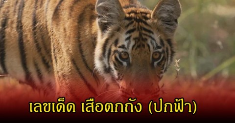 มาแล้ว! เลขเด็ด เสือตกถัง (ปกฟ้า) ลุ้นวันที่  2 พฤษภาคม 69