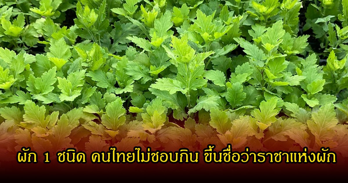 ผัก 1 ชนิด คนไทยไม่ชอบกิน ขึ้นชื่อว่าราชาแห่งผัก สรรพคุณเพียบ
