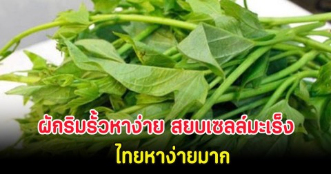 ผักริมรั้วหาง่าย สยบเซลล์มะเร็ง ไทยหาง่ายมาก