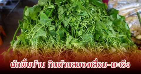 ไทยมีเพียบ! 1 ผักพื้นบ้าน  กินต้านสมองเสื่อม-มะเร็ง แต่ต้องระวังห้ามกินคู่กับอาหาร2ชนิดนี้