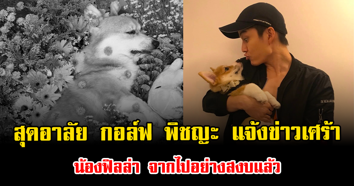 สุดอาลัย กอล์ฟ พิชญะ แจ้งข่าวเศร้า น้องฟิลล่า จากไปอย่างสงบแล้ว