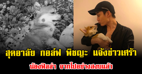สุดอาลัย กอล์ฟ พิชญะ แจ้งข่าวเศร้า น้องฟิลล่า จากไปอย่างสงบแล้ว
