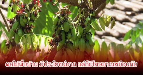 ผลไม้พื้นบ้าน 1 ชนิด มีประโยชน์มาก แต่ก็มีโทษมากเหมือนกัน เตือนผู้ป่วยโรคไต-นิ่ว ควรหลีกเลี่ยงเด็ดขาด