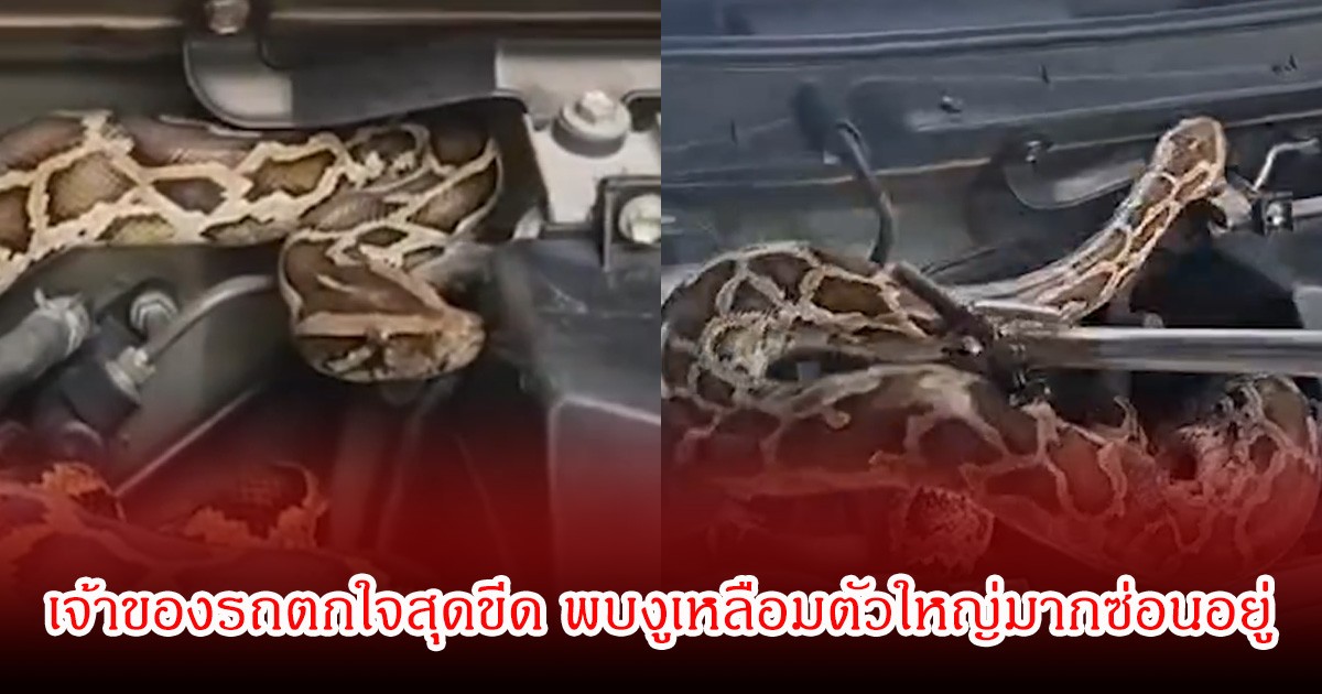 ไฟหน้ารถกระพริบผิดปกติ! เจ้าของรถเปิดห้องเครื่องถึงกับผงะ พบงูเหลือมตัวใหญ่มากซ่อนอยู่