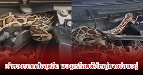 ไฟหน้ารถกระพริบผิดปกติ! เจ้าของรถเปิดห้องเครื่องถึงกับผงะ พบงูเหลือมตัวใหญ่มากซ่อนอยู่