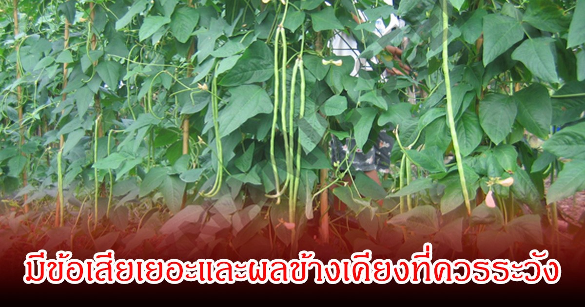 หลายคนชอบกิน! ถั่ว 1 ชนิด มีข้อเสียเยอะและผลข้างเคียงที่ควรระวัง หากกินมากเกินไป