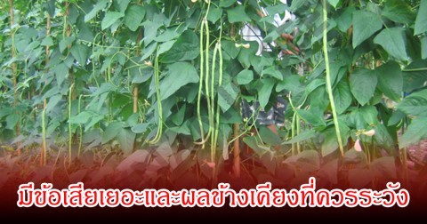 หลายคนชอบกิน! ถั่ว 1 ชนิด มีข้อเสียเยอะและผลข้างเคียงที่ควรระวัง หากกินมากเกินไป