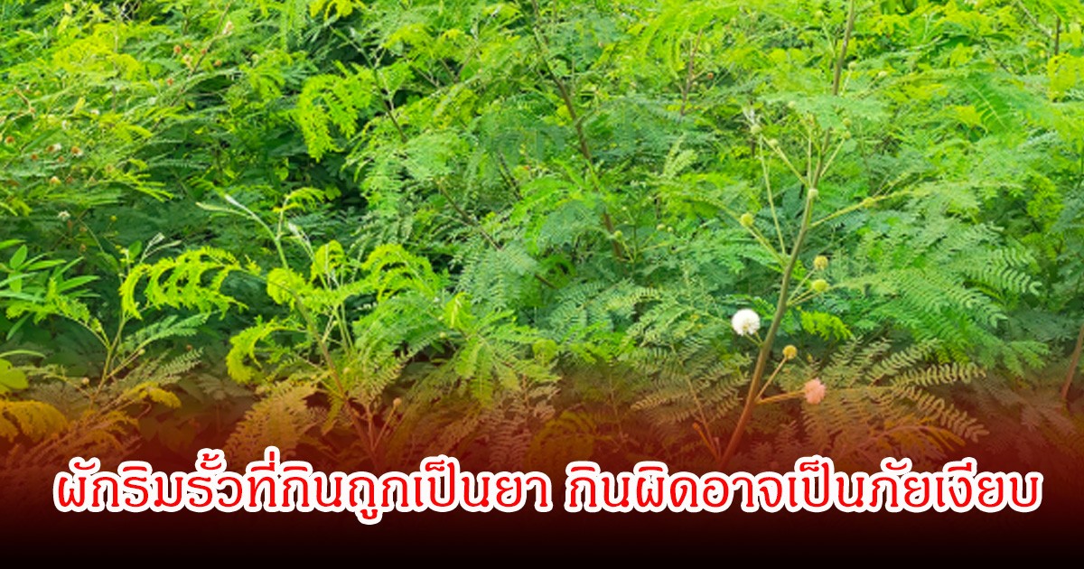 ผักริมรั้ว หลายคนชอบกินมาก หากกินถูกเป็นยา กินผิดอาจเป็นพิษและภัยเงียบได้