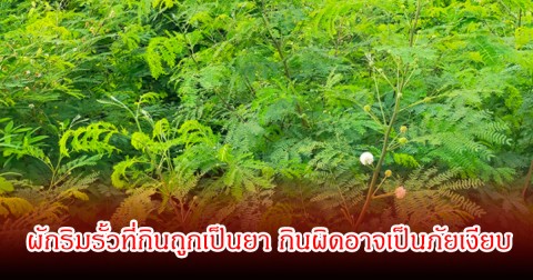 ผักริมรั้ว หลายคนชอบกินมาก หากกินถูกเป็นยา กินผิดอาจเป็นพิษและภัยเงียบได้