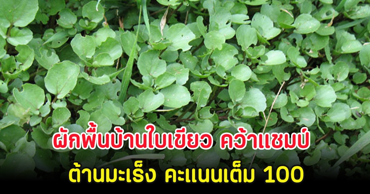 ผักพื้นบ้านใบเขียว คว้าแชมป์ ต้านมะเร็ง คะแนนเต็ม 100