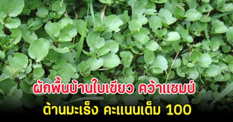 ผักพื้นบ้านใบเขียว คว้าแชมป์ ต้านมะเร็ง คะแนนเต็ม 100