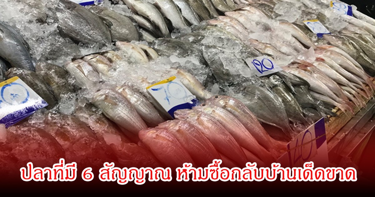ผู้เชี่ยวชาญ ยังออกมาเตือน! ปลาที่มี 6 สัญญาณ ห้ามซื้อกลับบ้านเด็ดขาด