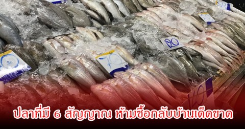 ผู้เชี่ยวชาญ ยังออกมาเตือน! ปลาที่มี 6 สัญญาณ ห้ามซื้อกลับบ้านเด็ดขาด